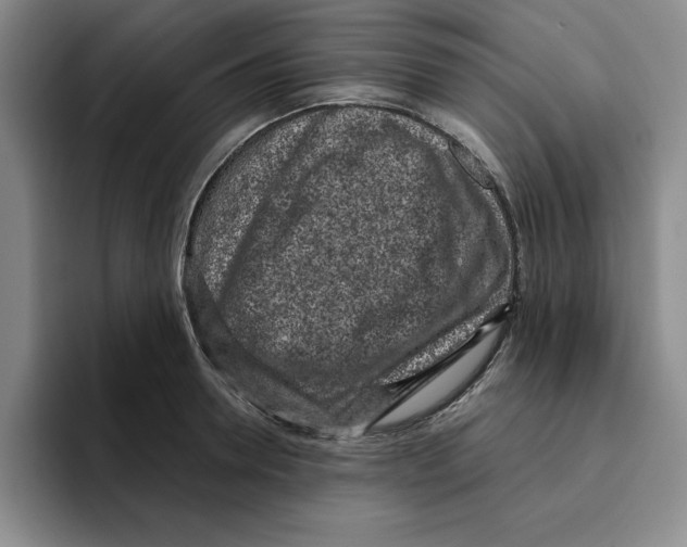 X0000096150946200802151351