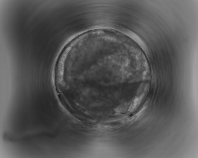 X0000096150958200802151352