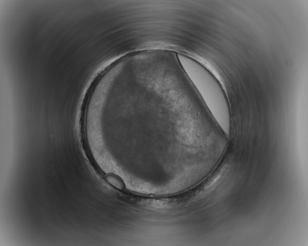 X0000096150995200802151350