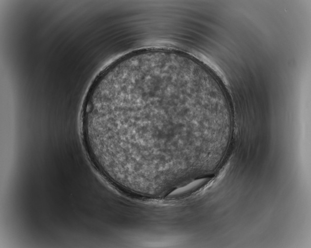 X0000096151037200802151350