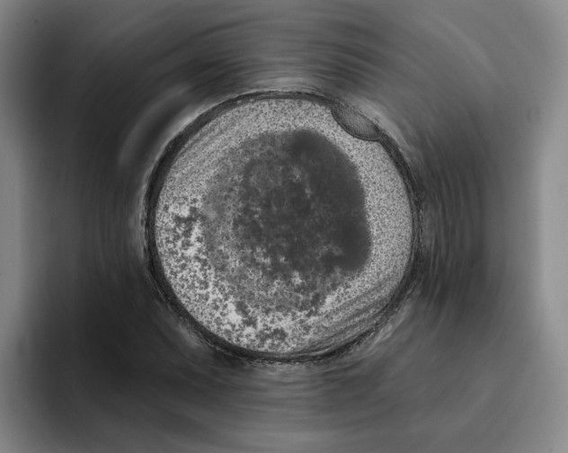 X0000096151071200802151350