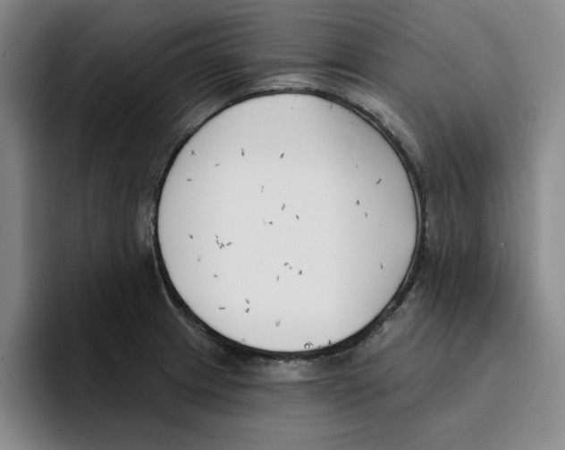 X0000096151233200802151348