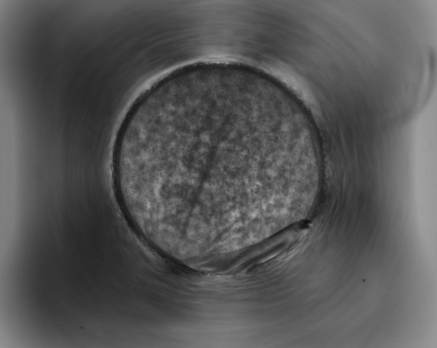 X0000096151327200802151346