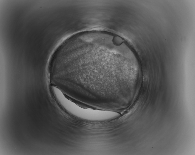 X0000096151414200802151345