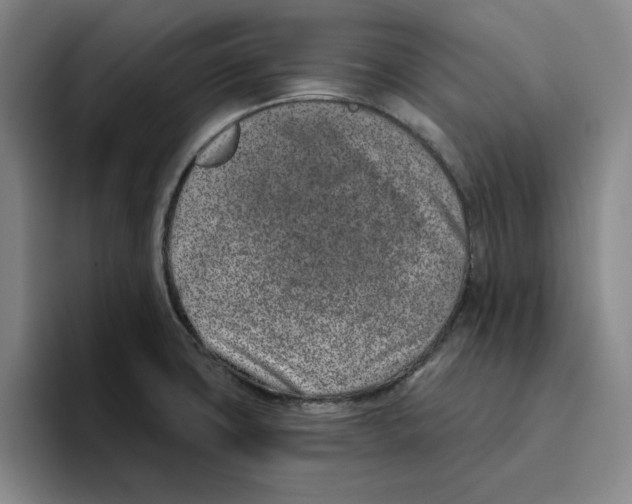 X0000096151427200802151345