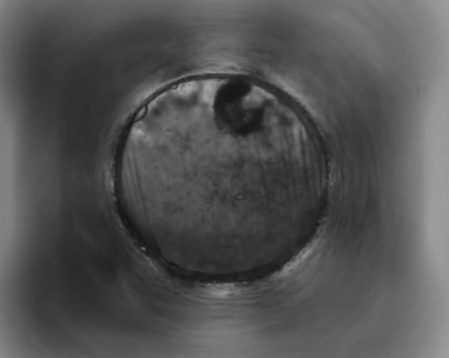 X0000096151455200802151345