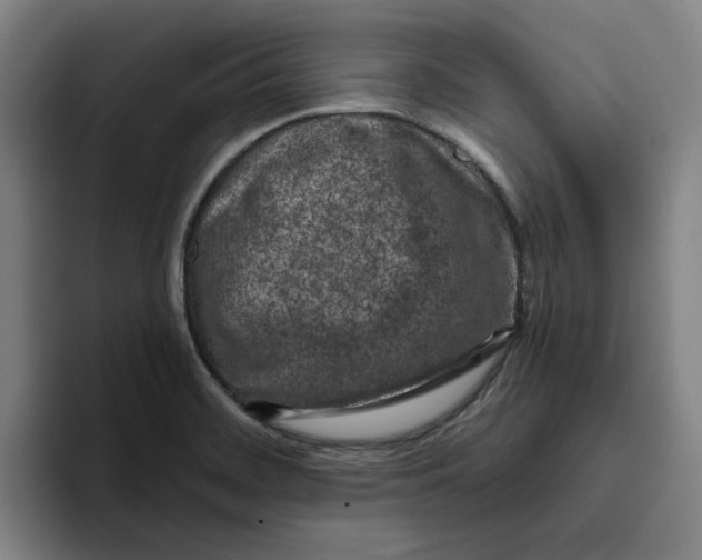 X0000096151468200802151344