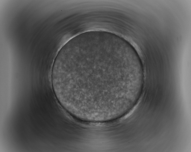 X0000096151529200802151344