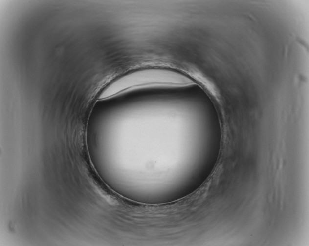 X0000096160009200801180901