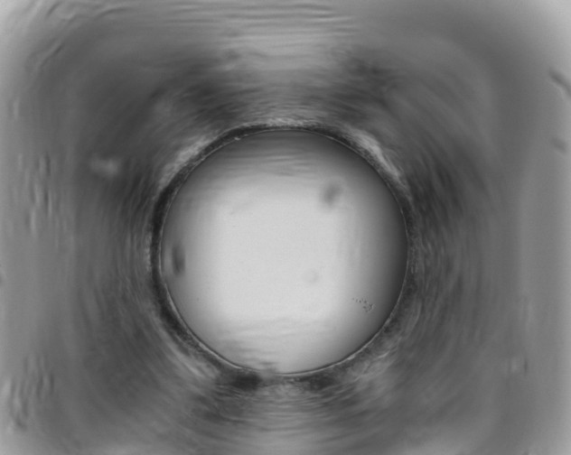 X0000096160299200801180857