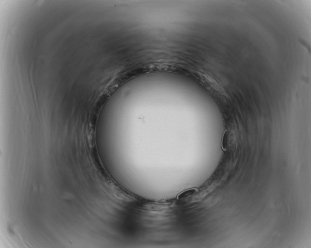 X0000096160661200801180852