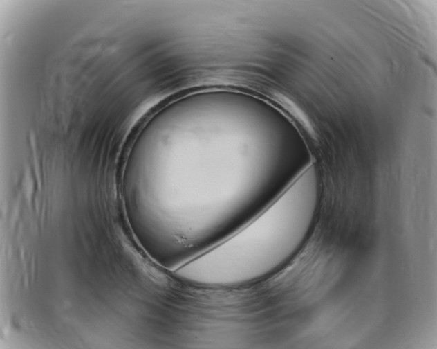 X0000096160980200801180848