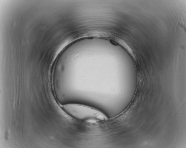 X0000096161091200801180846