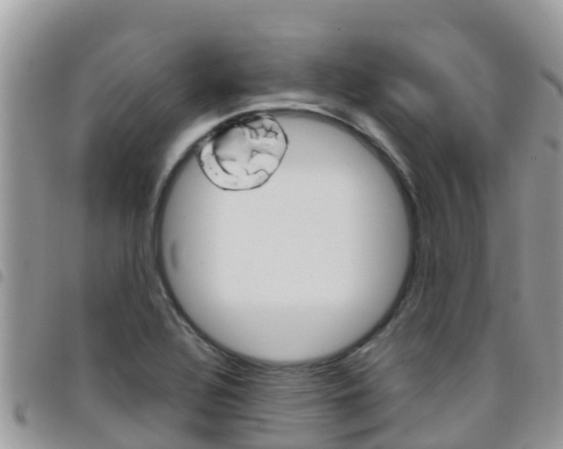 X0000096161320200801180843