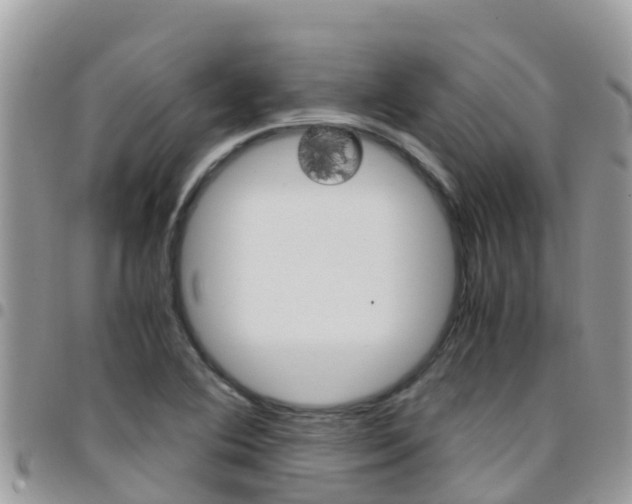 X0000096161364200801180842
