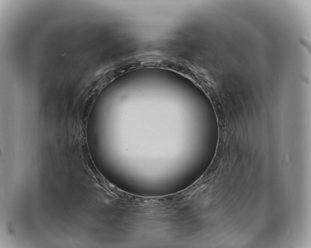 X0000096161445200801180841