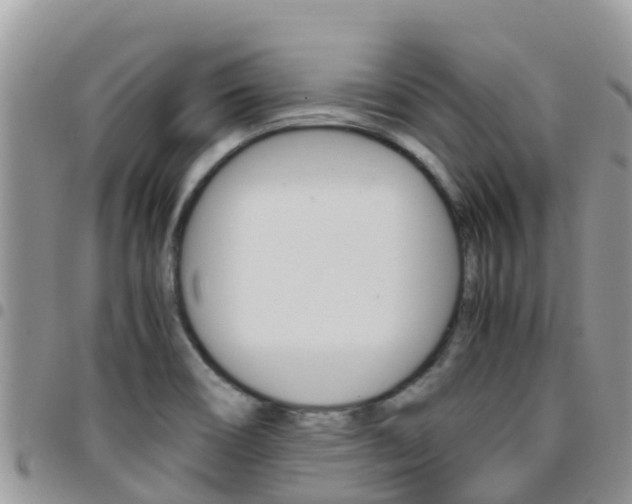 X0000096161466200801180840