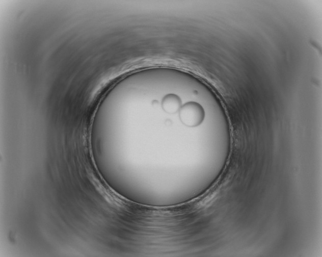 X0000096161499200801180840