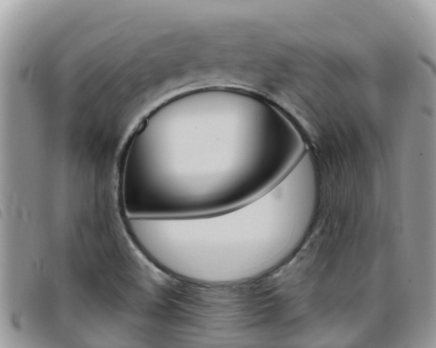 X0000096161508200801180840