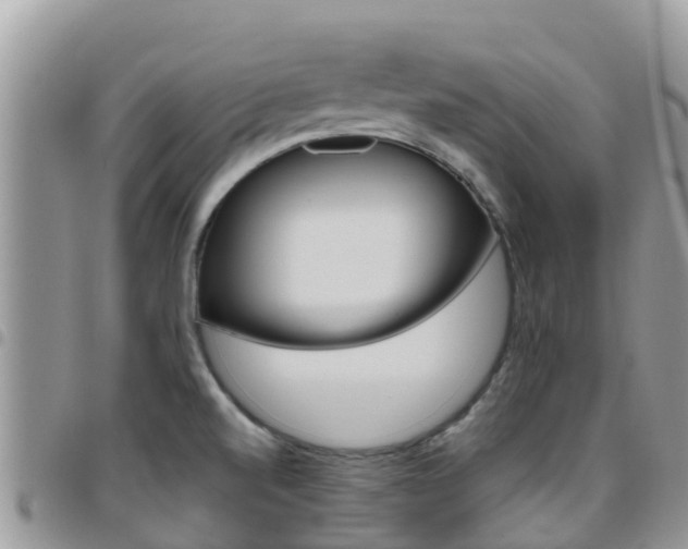 X0000096161520200801180840