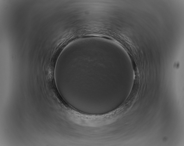 X0000096160039200801181234