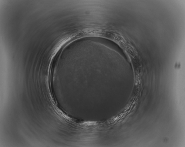 X0000096160052200801181233