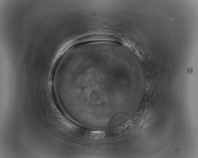 X0000096160053200801181233