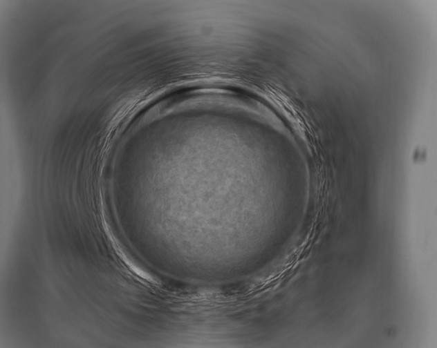 X0000096160097200801181233