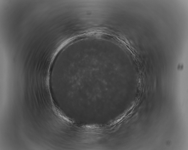 X0000096160100200801181233