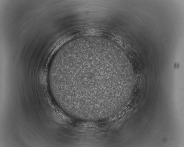 X0000096160146200801181232