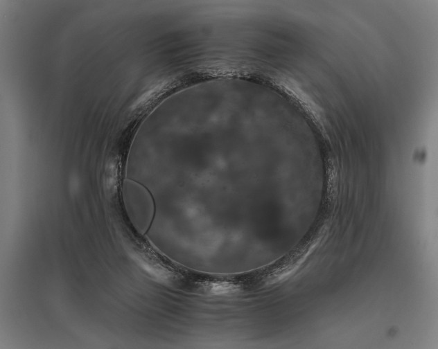 X0000096160165200801181232