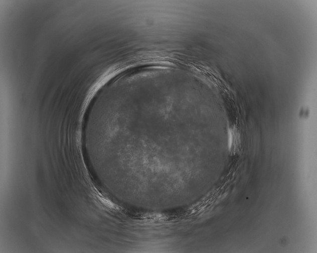 X0000096160195200801181232