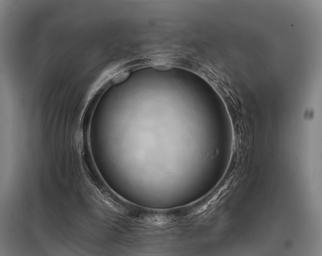 X0000096160198200801181232