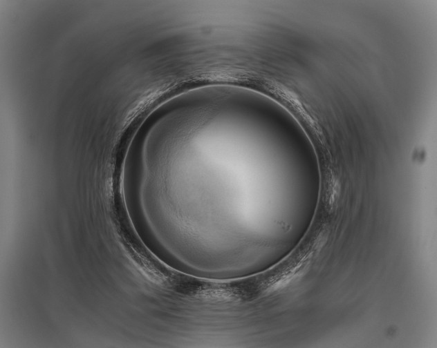 X0000096160299200801181230