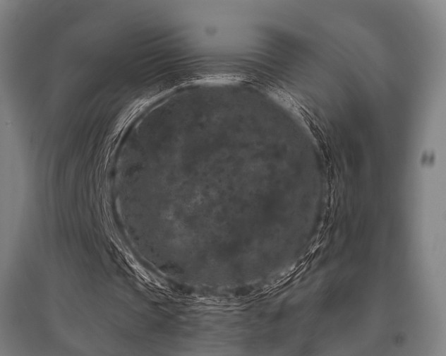 X0000096160337200801181229