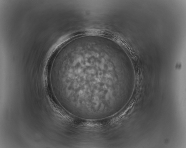 X0000096160343200801181229