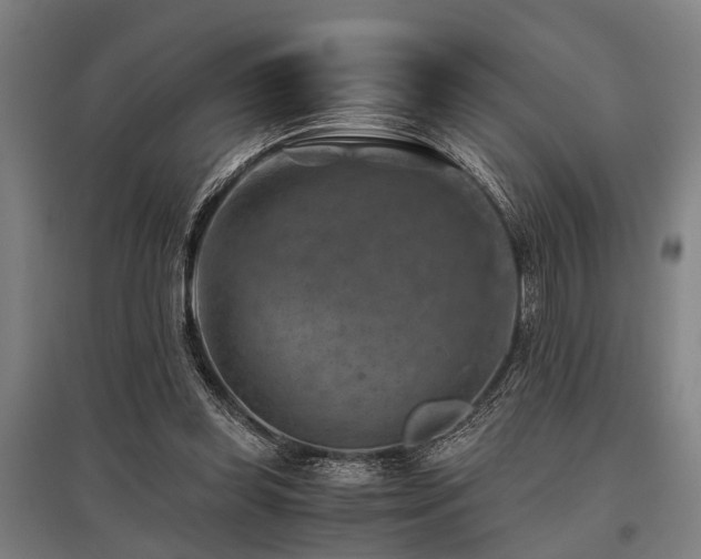 X0000096160349200801181229