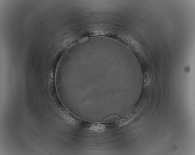 X0000096160369200801181230