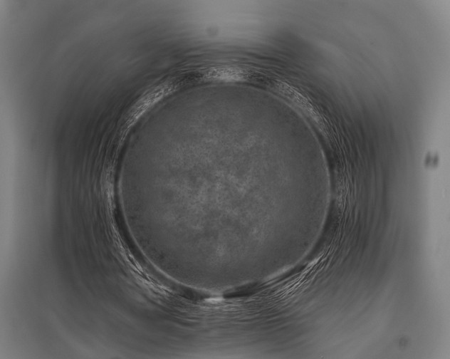 X0000096160386200801181229