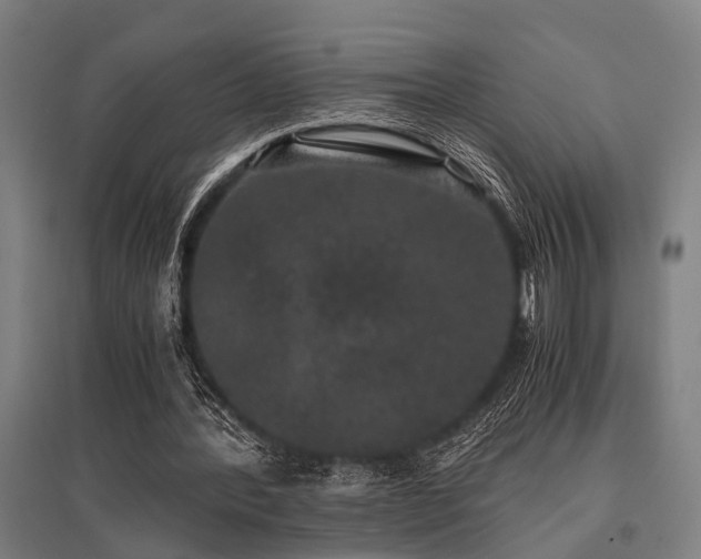 X0000096160388200801181229