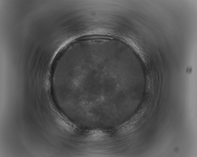X0000096160392200801181229