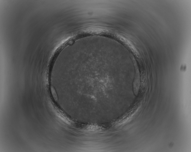 X0000096160399200801181229