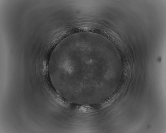 X0000096160420200801181229
