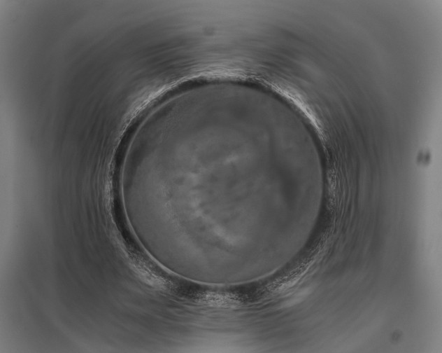 X0000096160487200801181228