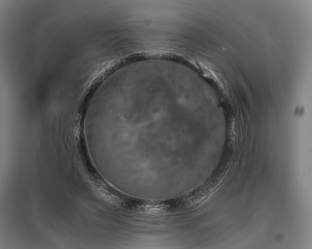 X0000096160495200801181228