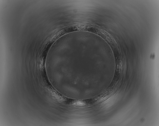 X0000096160610200801181226
