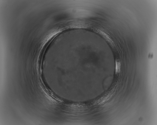 X0000096160627200801181225