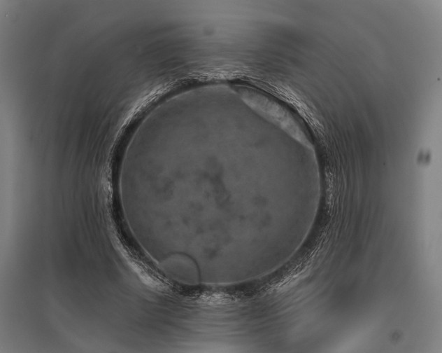 X0000096160634200801181225