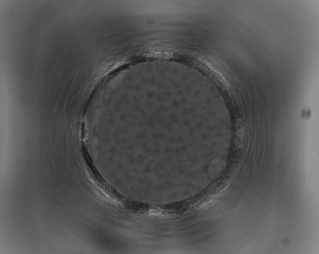 X0000096160641200801181225