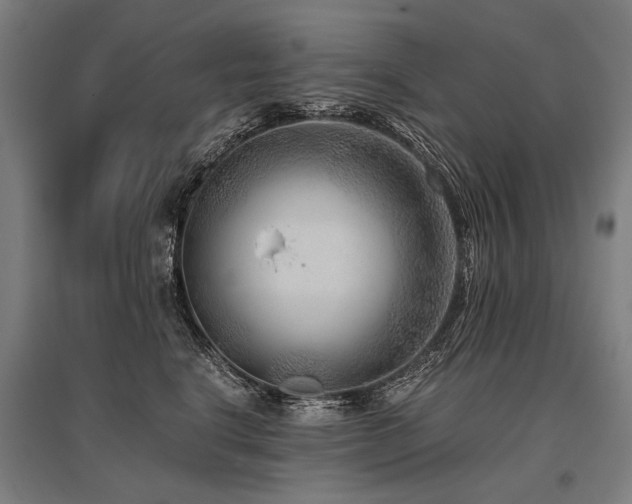 X0000096160664200801181226